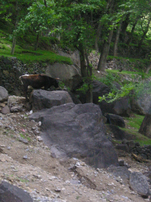 P6020041