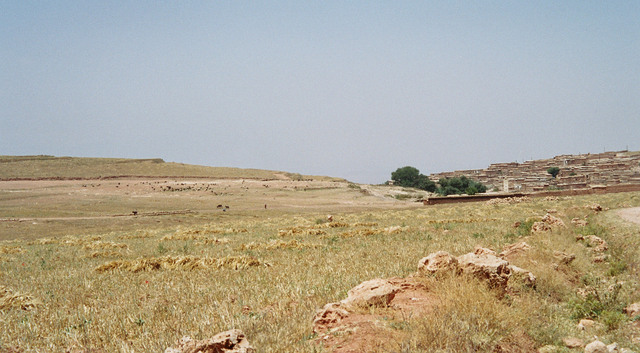 Imm009_10
